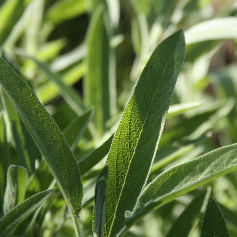 Ryytisalvia Salvia officinalis lehti