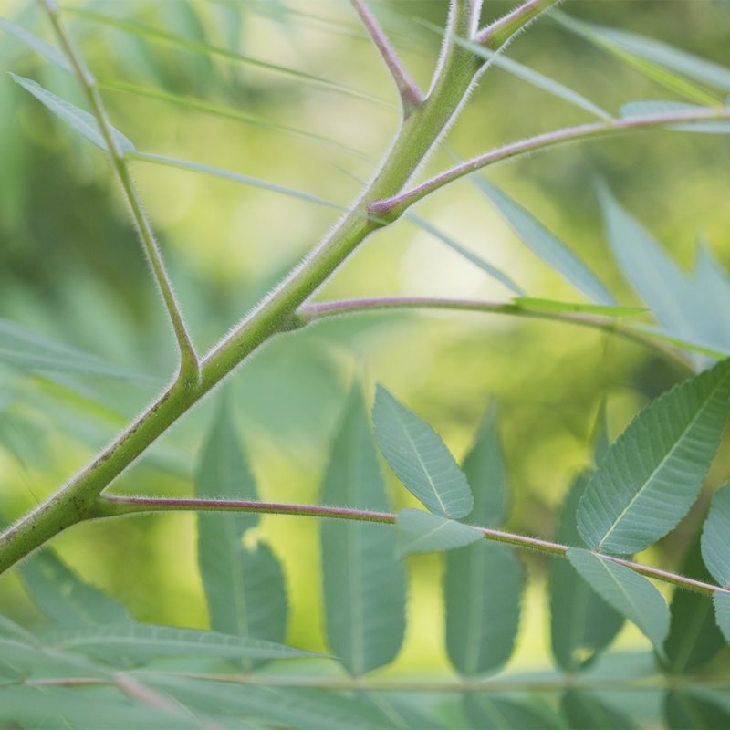 Samettisumakki Rhus typhina