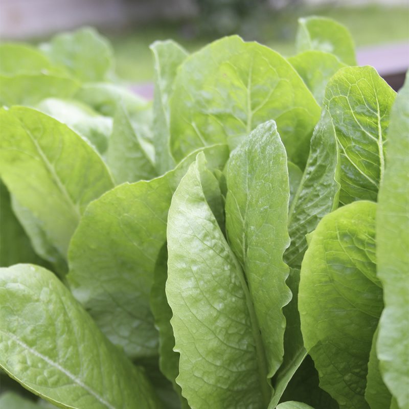 Sidesalaatti Lactuca sativa var. longifolia