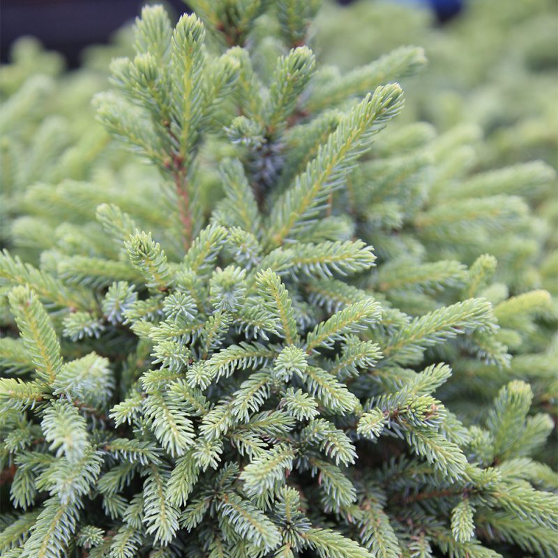 Siilikuusi Picea abies ’Echiniformis’