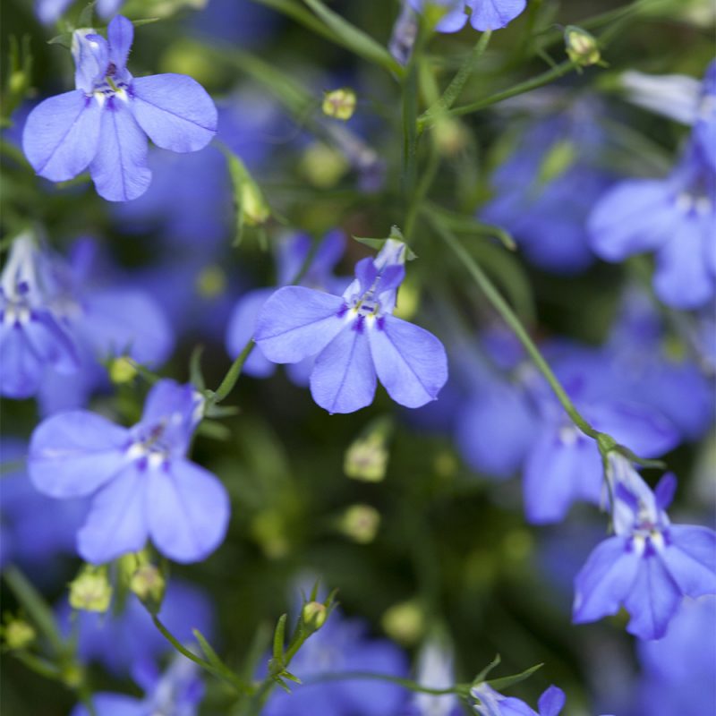 Sinilobelia Lobelia erinus kukka