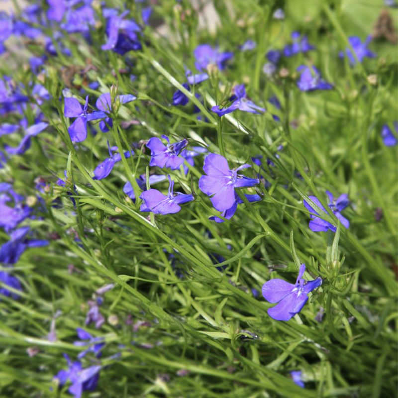 Sinilobelia Lobelia erinus kukkii pienin kukin