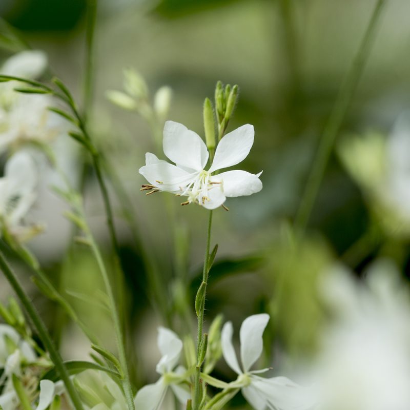 Sirokesäkynttilän Gaura lindheimeri valkoinen kukka