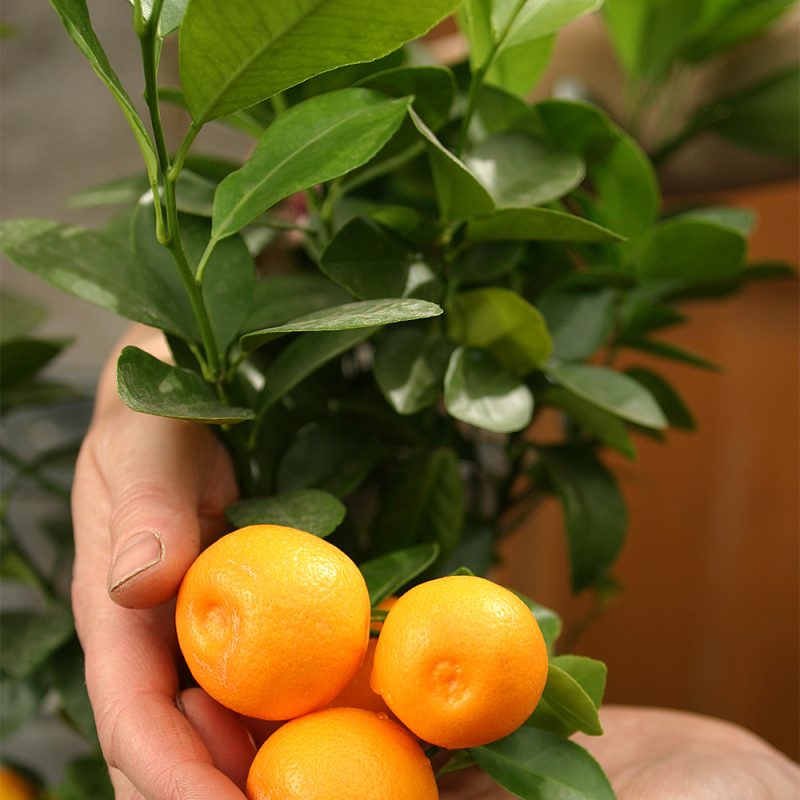 Sitruspuun Citrus hedelmät