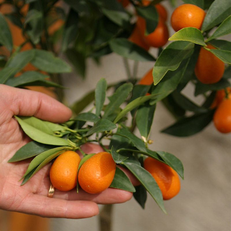 Sitruspuu Citrus hedelmä