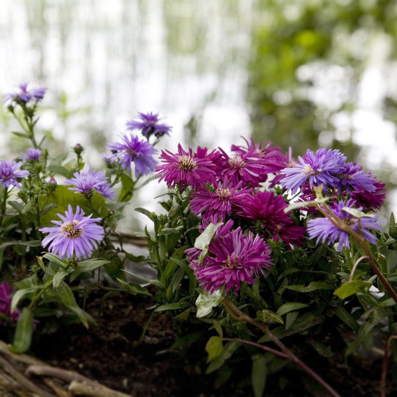 Syysasteri Aster novi-belgii