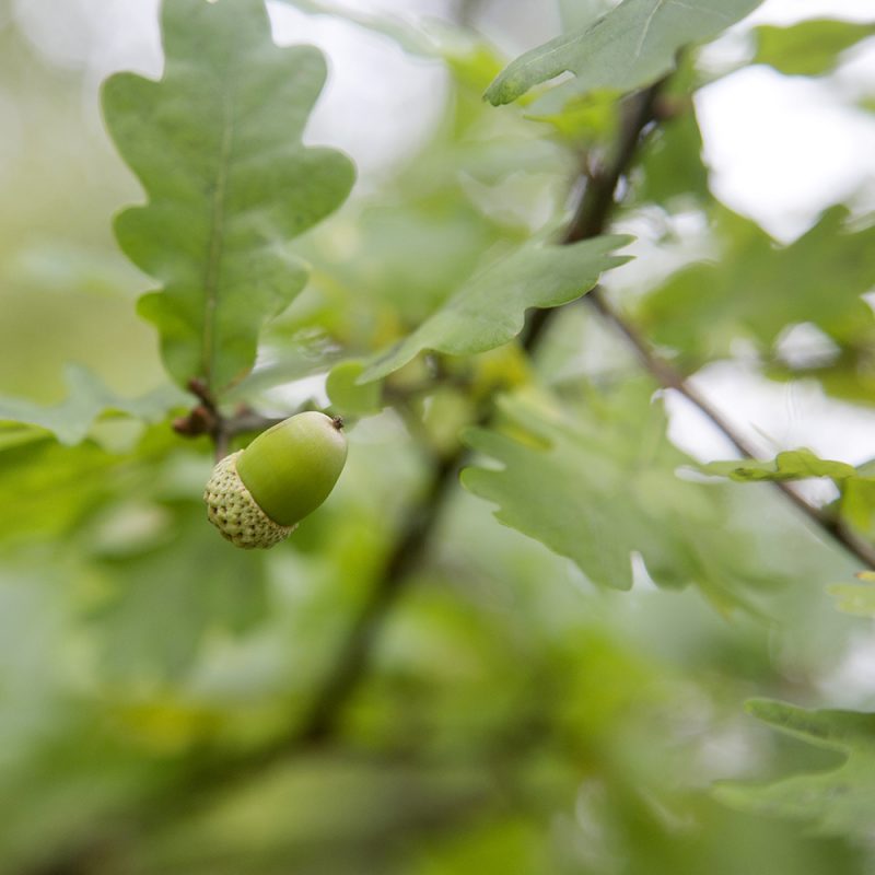 Tammi Quercus robur