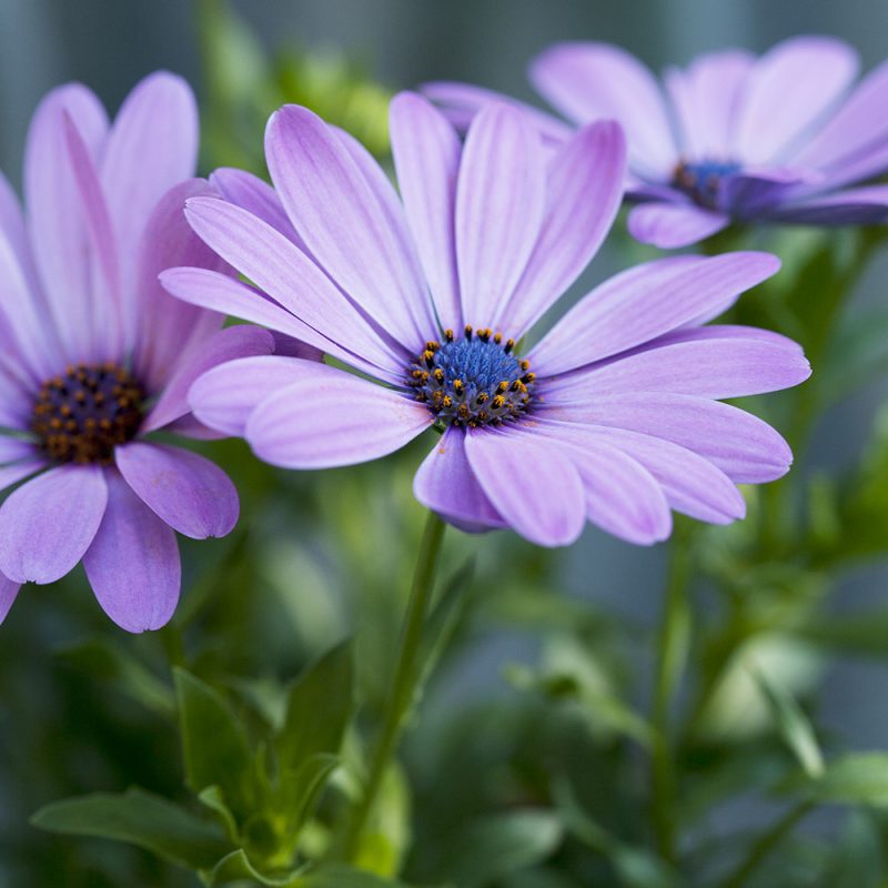 Tarhatähtisilmä Osteospermum Ecklonis-lajikkeet, lila