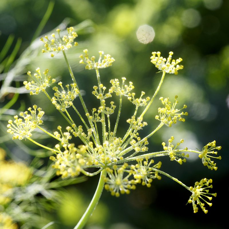 Tilli Anethum graveolens, lähikuva