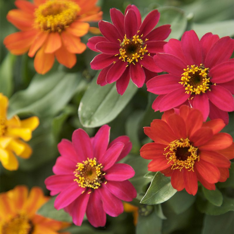 Tsinnia Zinnia elegans