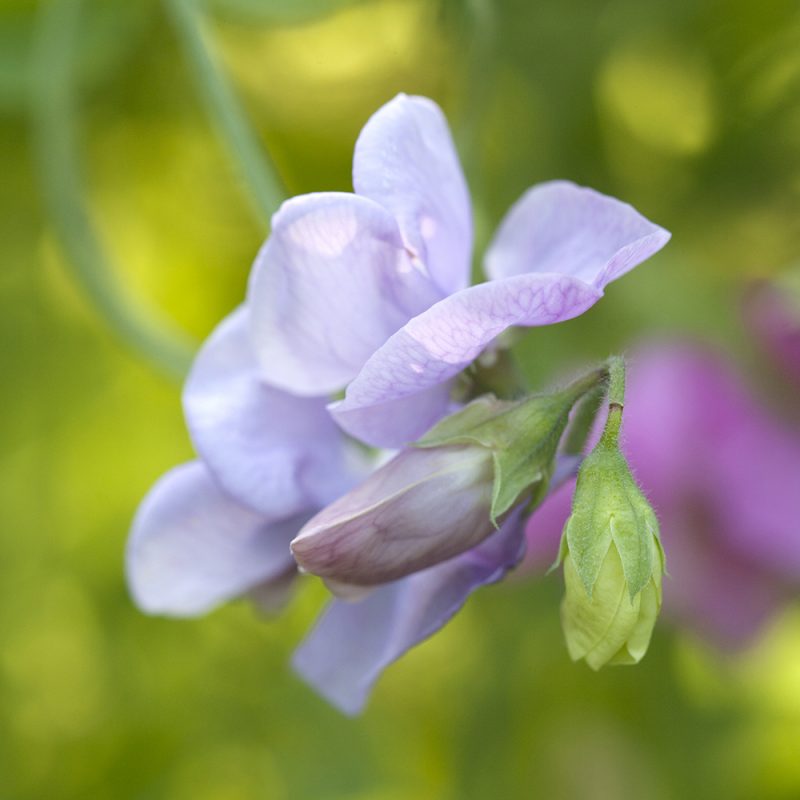 Tuoksuherneen Lathyrus kukka