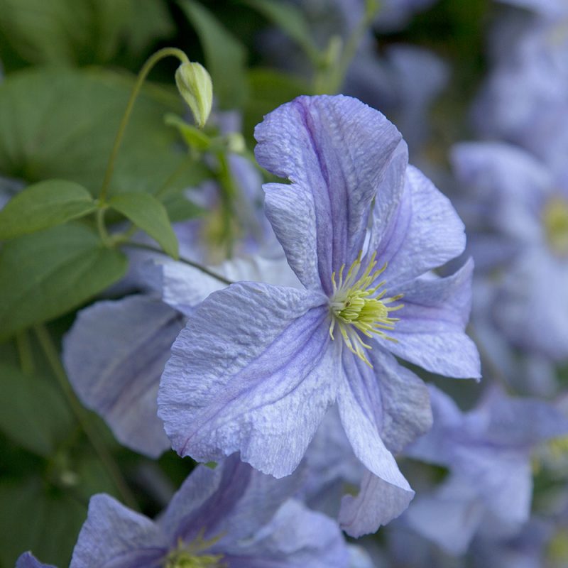 Viinikärhön Clematis viticella kukka