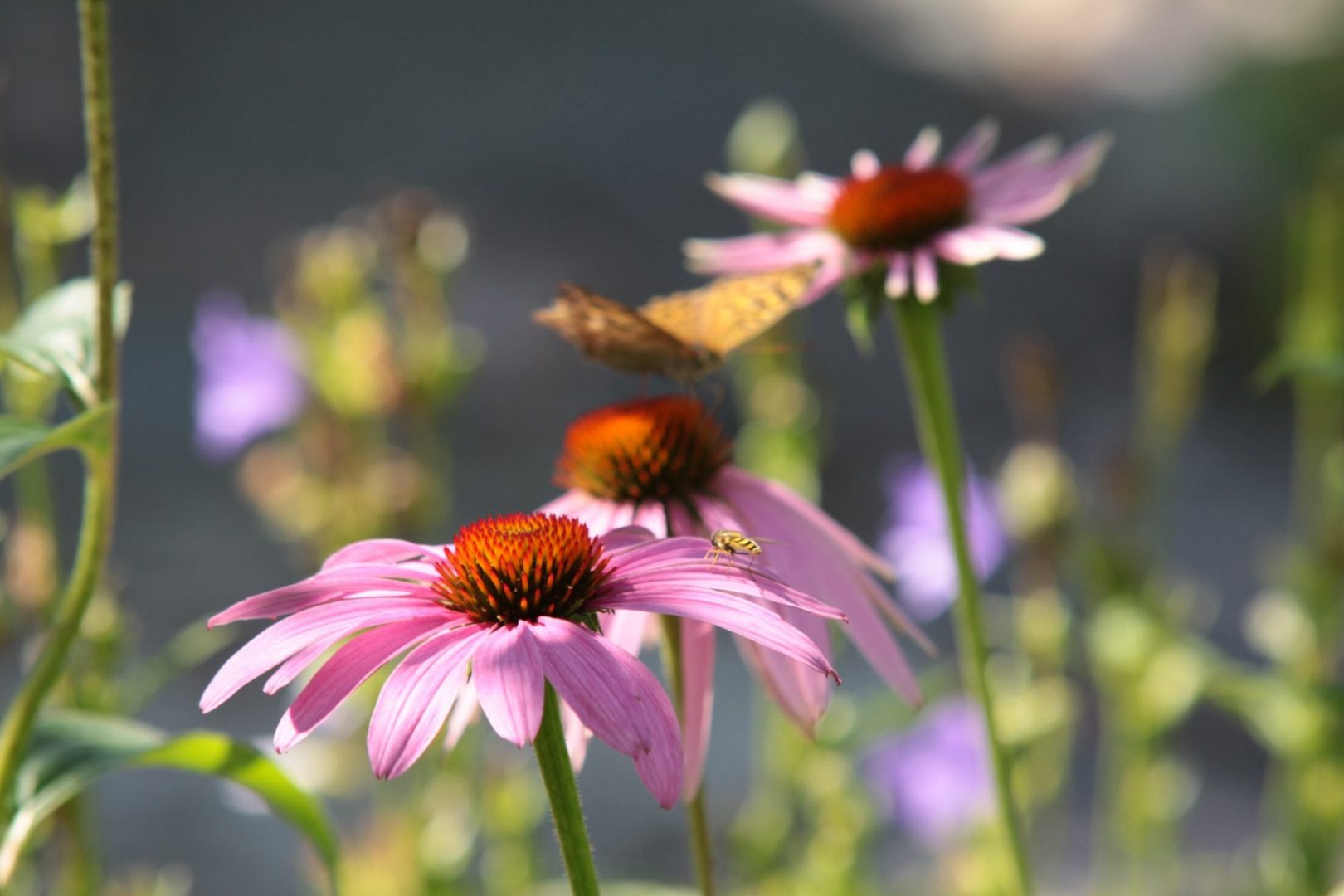 Sügis on parim istutusaeg