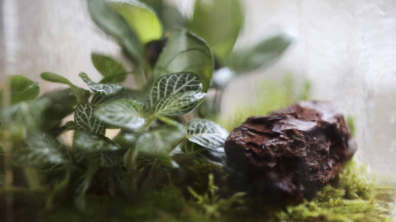 Loo oma taimeterraarium