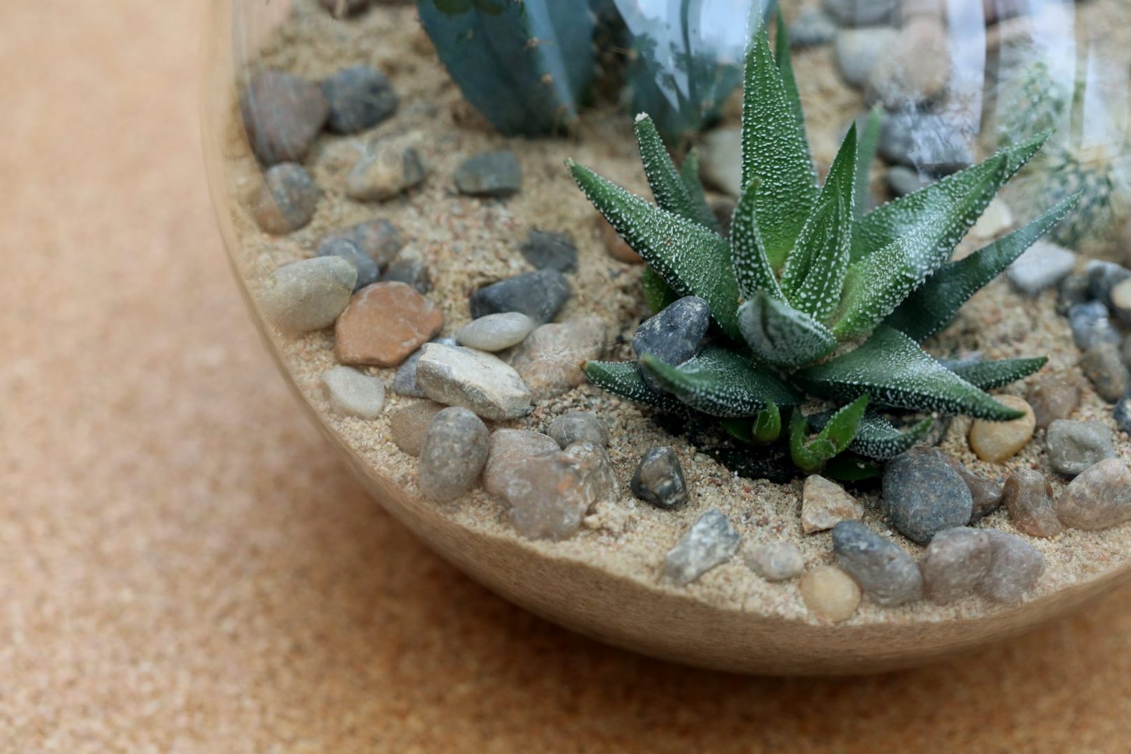 Avatud terraarium kaktustele