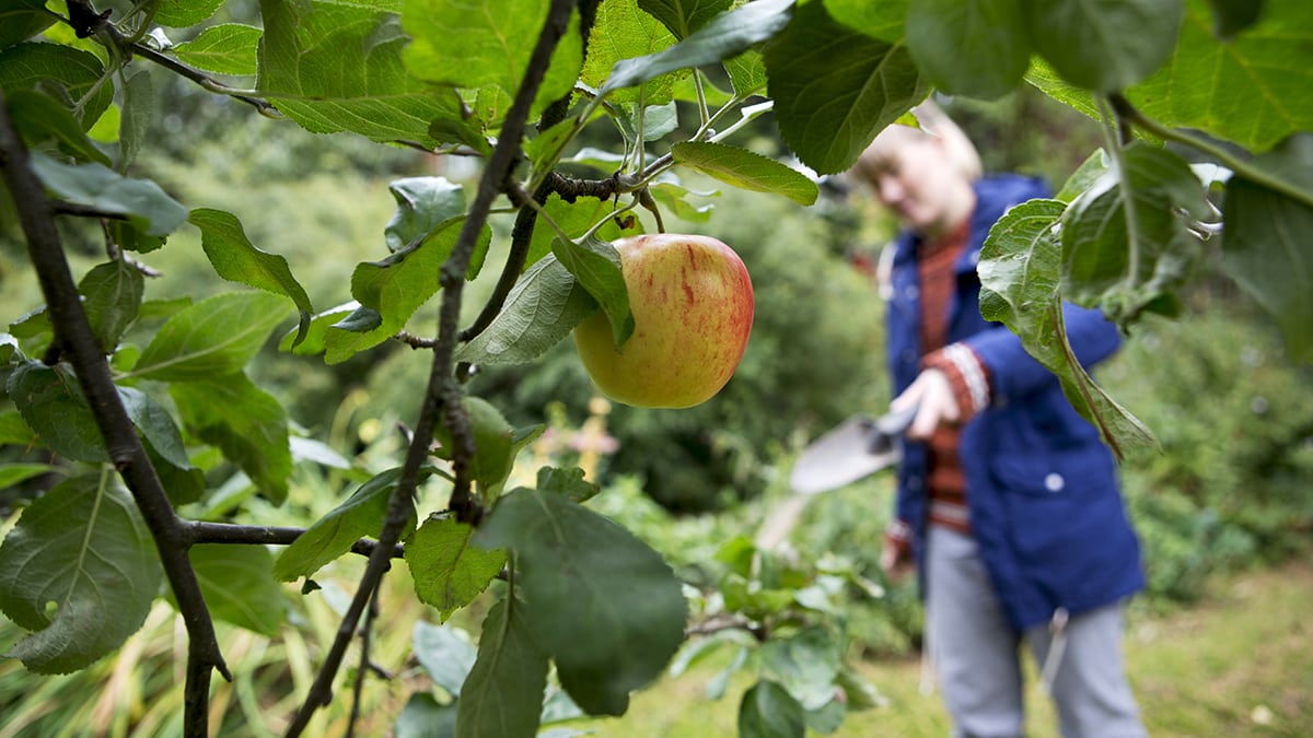 Осеннюю подкормку следует начинать до того, как начнут желтеть листья