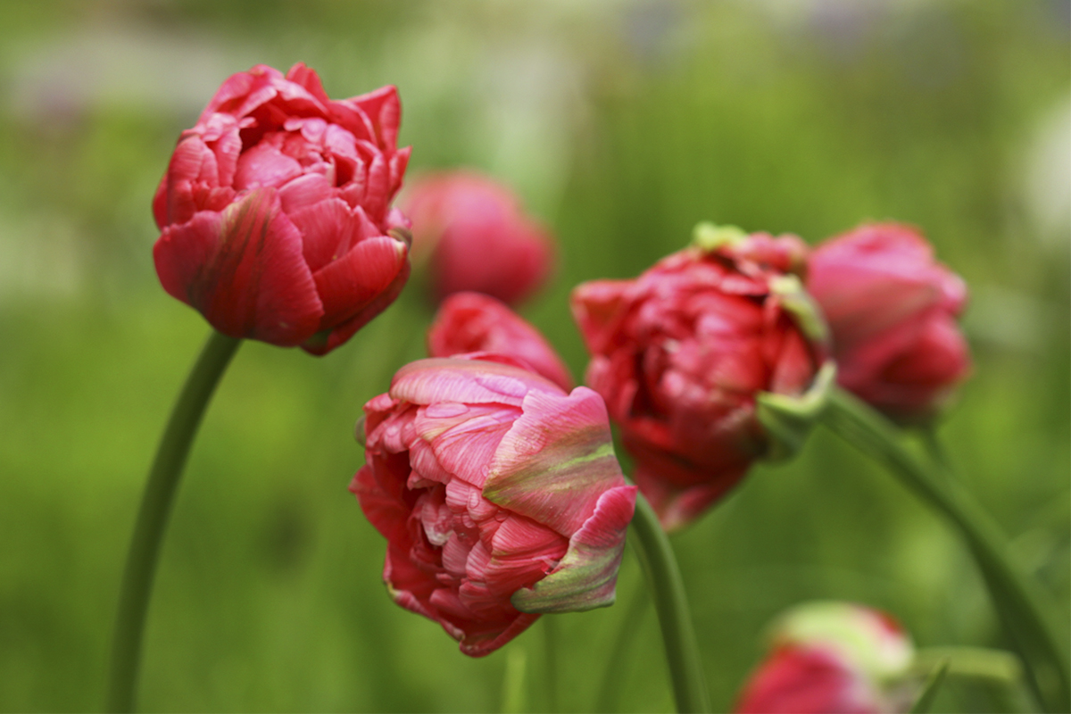 Осень – время подготовки к весеннему цветению – посадите луковичные цветы в прохладную почву