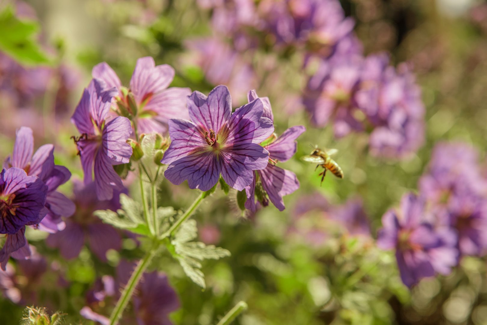Kekkilä vastutuskalkulaator