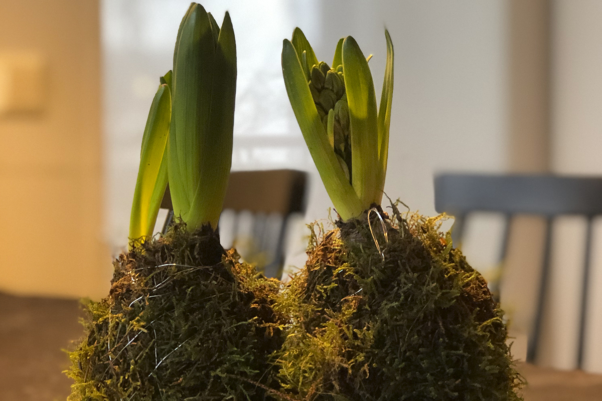 Kokedama – jõululill samblapallis