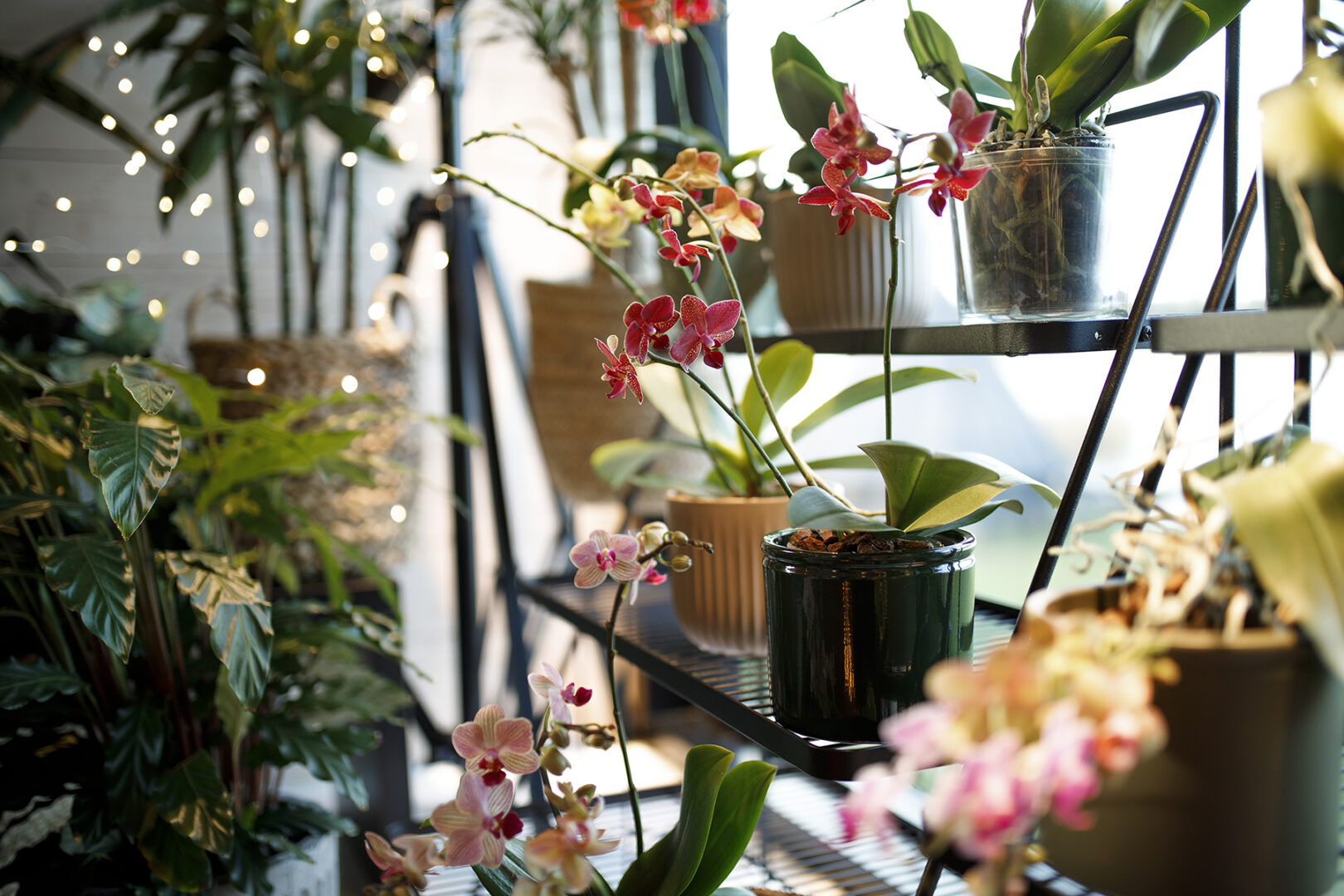 Orhidee kastmine, väetamine ja istutamine