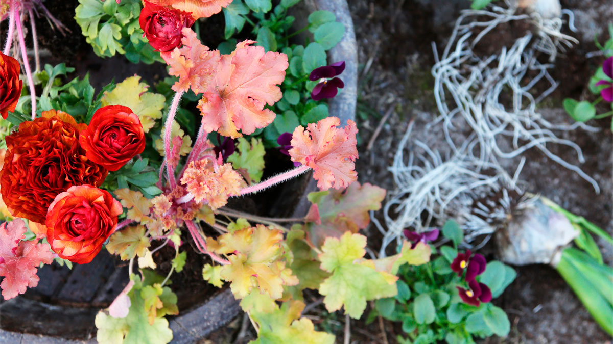 Õierõõmu kevadilmasid trotsivate kevadlilledega