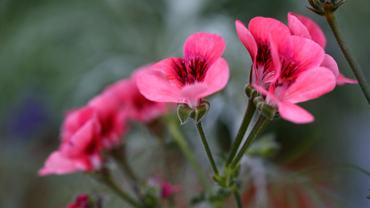 Lilledega loodud vahemerelised tunded