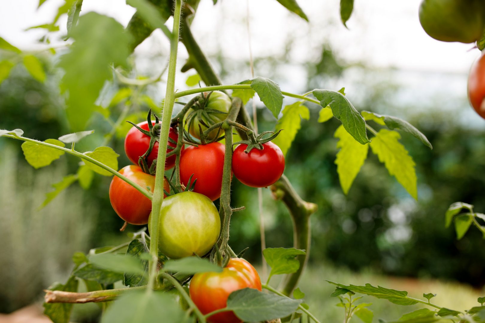 Toote vabatahtlik tagasikutsumine Kekkilä Looduslik Taimeväetis 400 ml