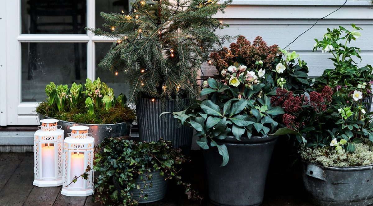 Lilledega loodud jõulutunne