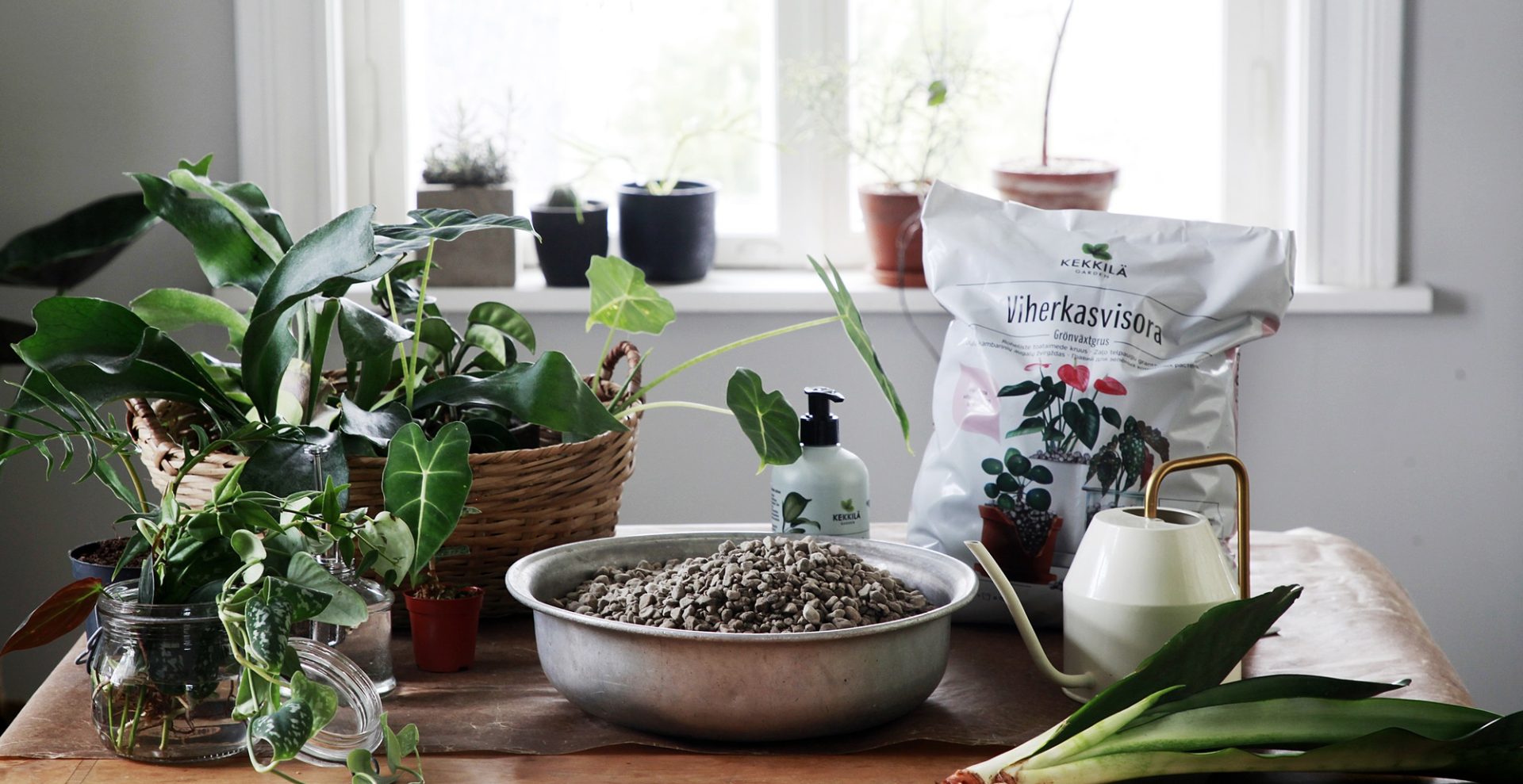 Roheliste Toataimed kruus – taimede lihtne hooldus