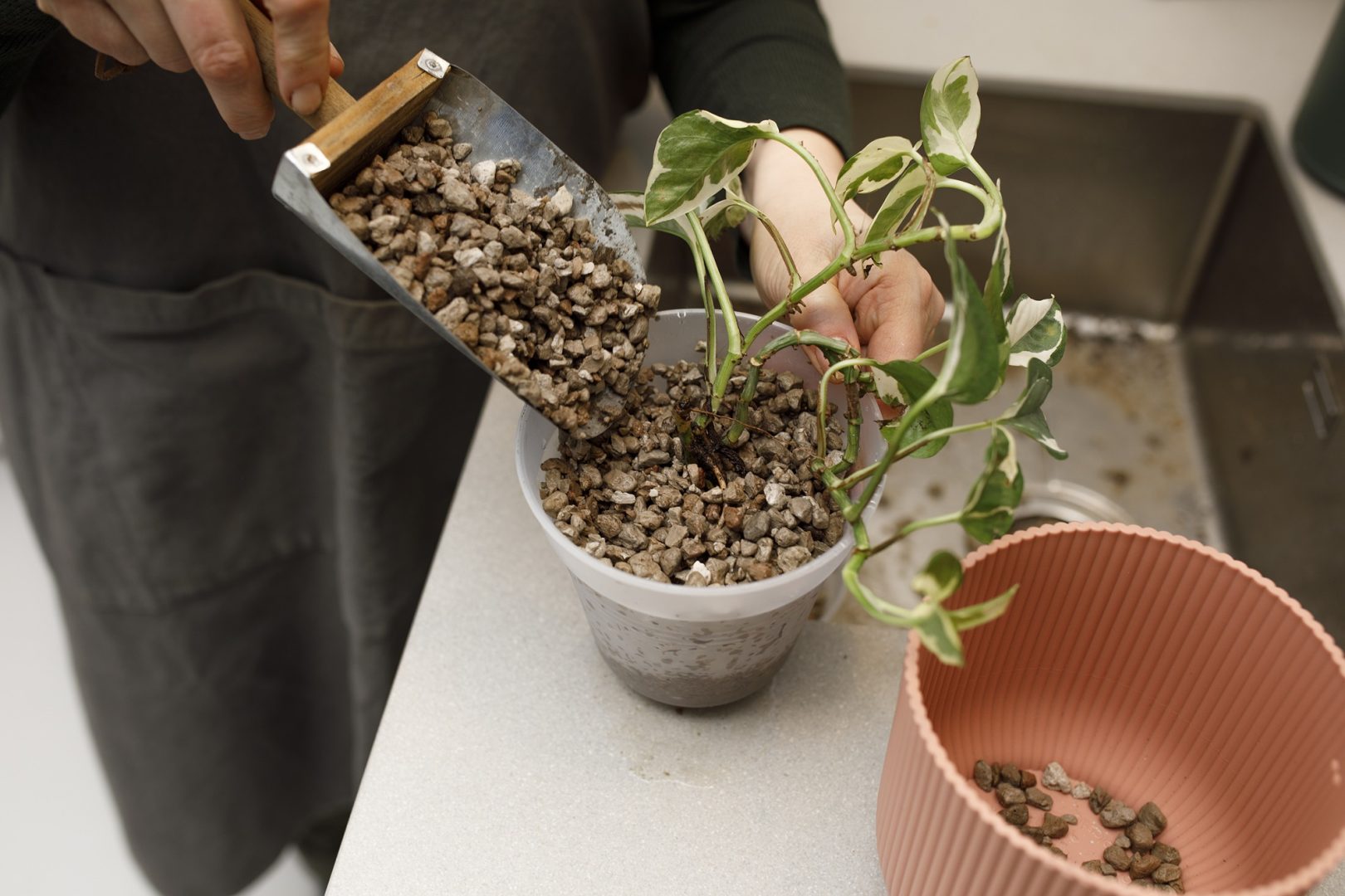 Istutamine ja kasvusegud Roheliste Toataimede kruusaga