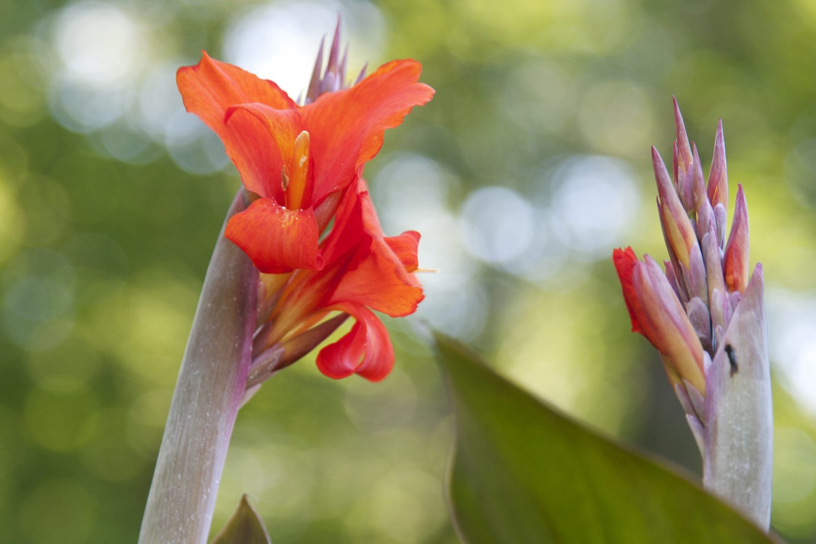 Ideid suvelillede istutamiseks – lõkendav kanna