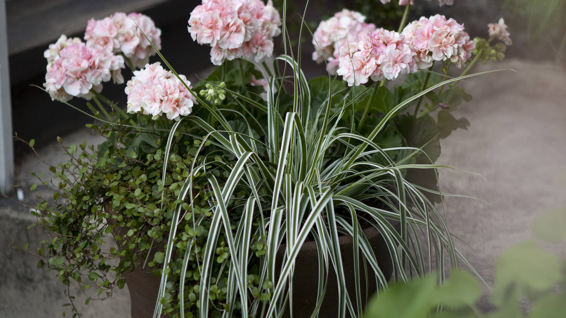 Ideid suvelillede istutamiseks – romantiline roosa