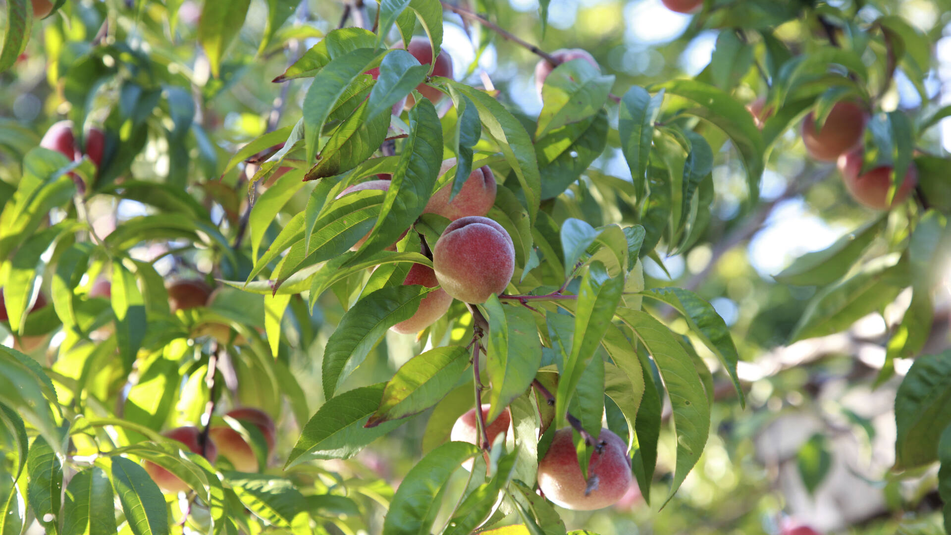 Kasvata tagahoovis puuviljasaaki
