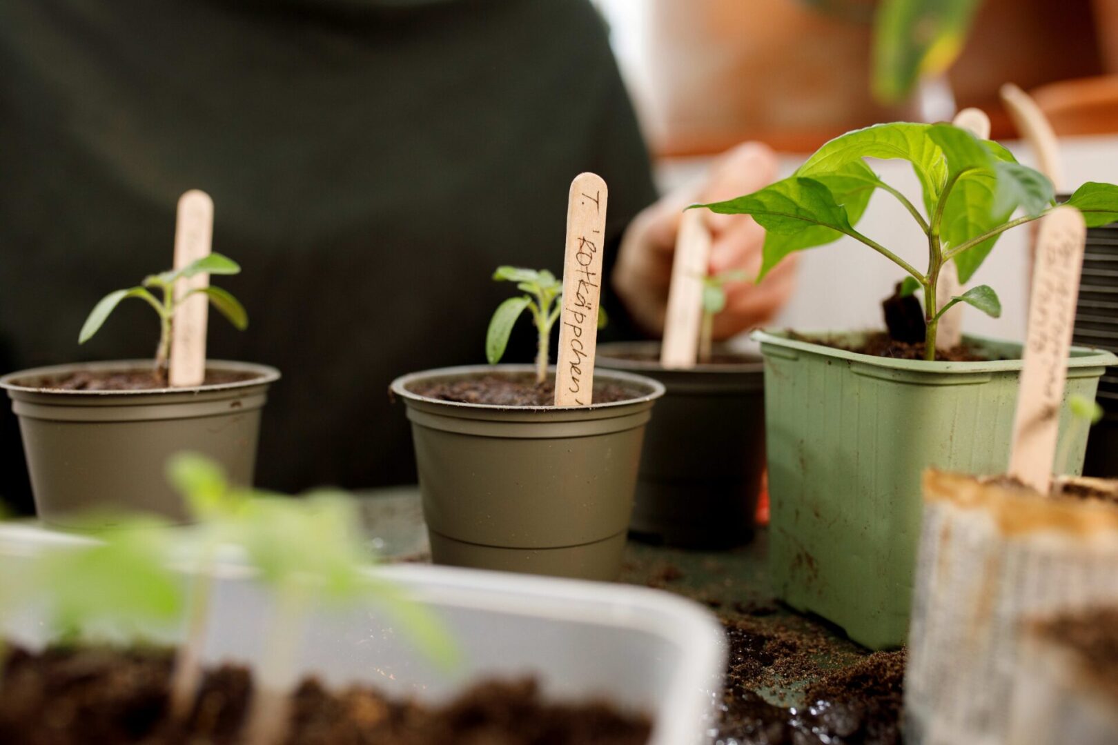 Maitsetaimede ja köögiviljade ettekasvamine