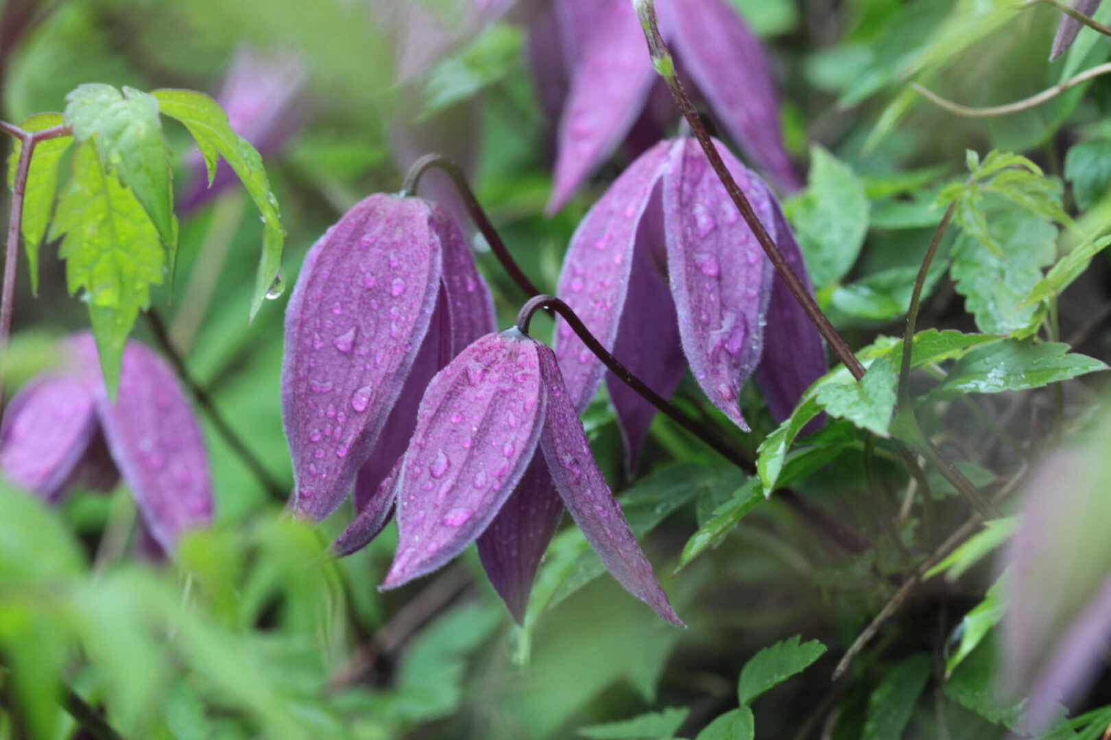 Istutama! Elulõngad