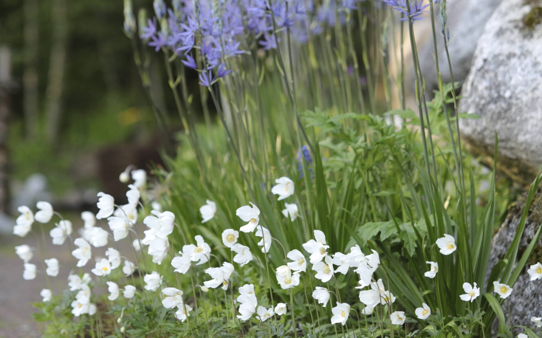 Loo taimede kooslusi – mitte ainult kompositsioone