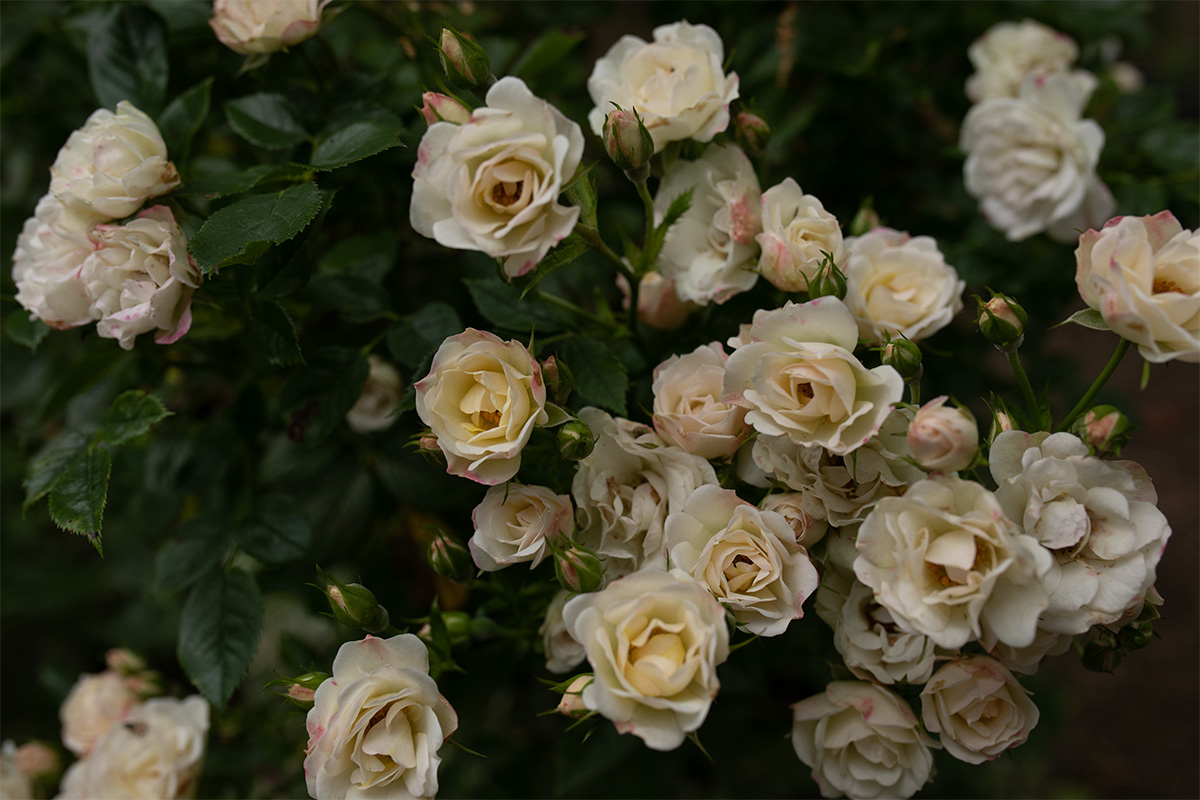 Jälle roosid lehetäisid täis!