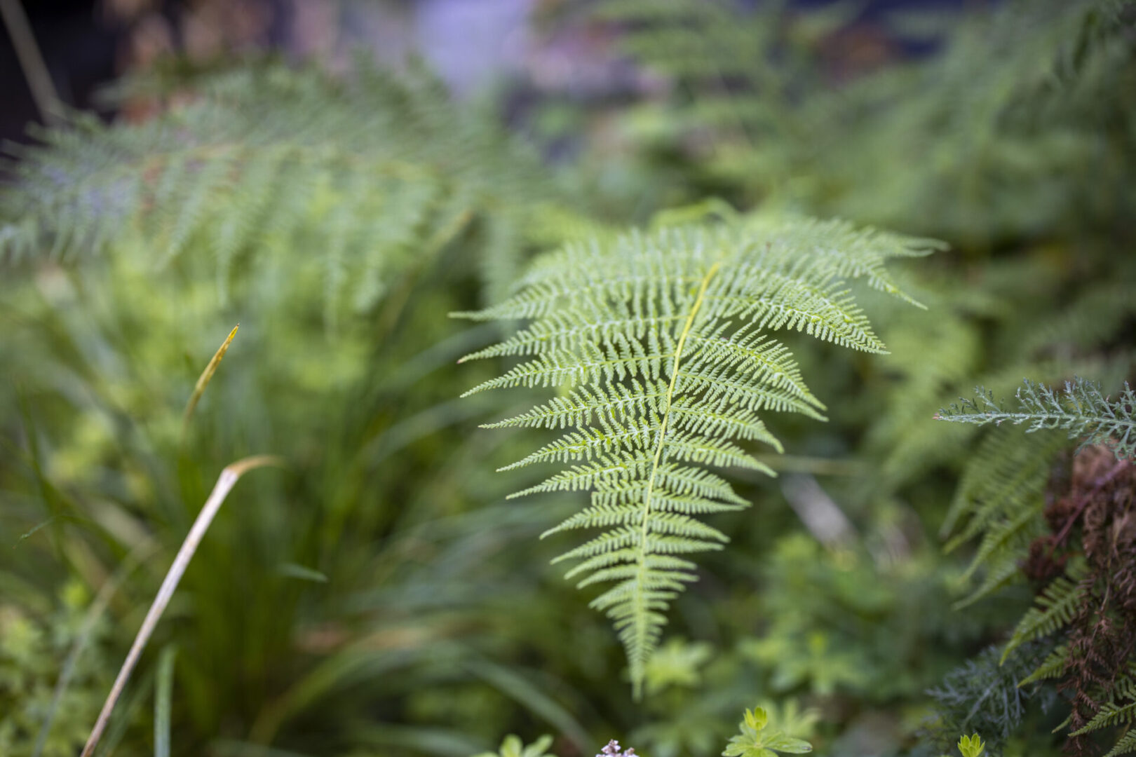 Heli isemajandav aed