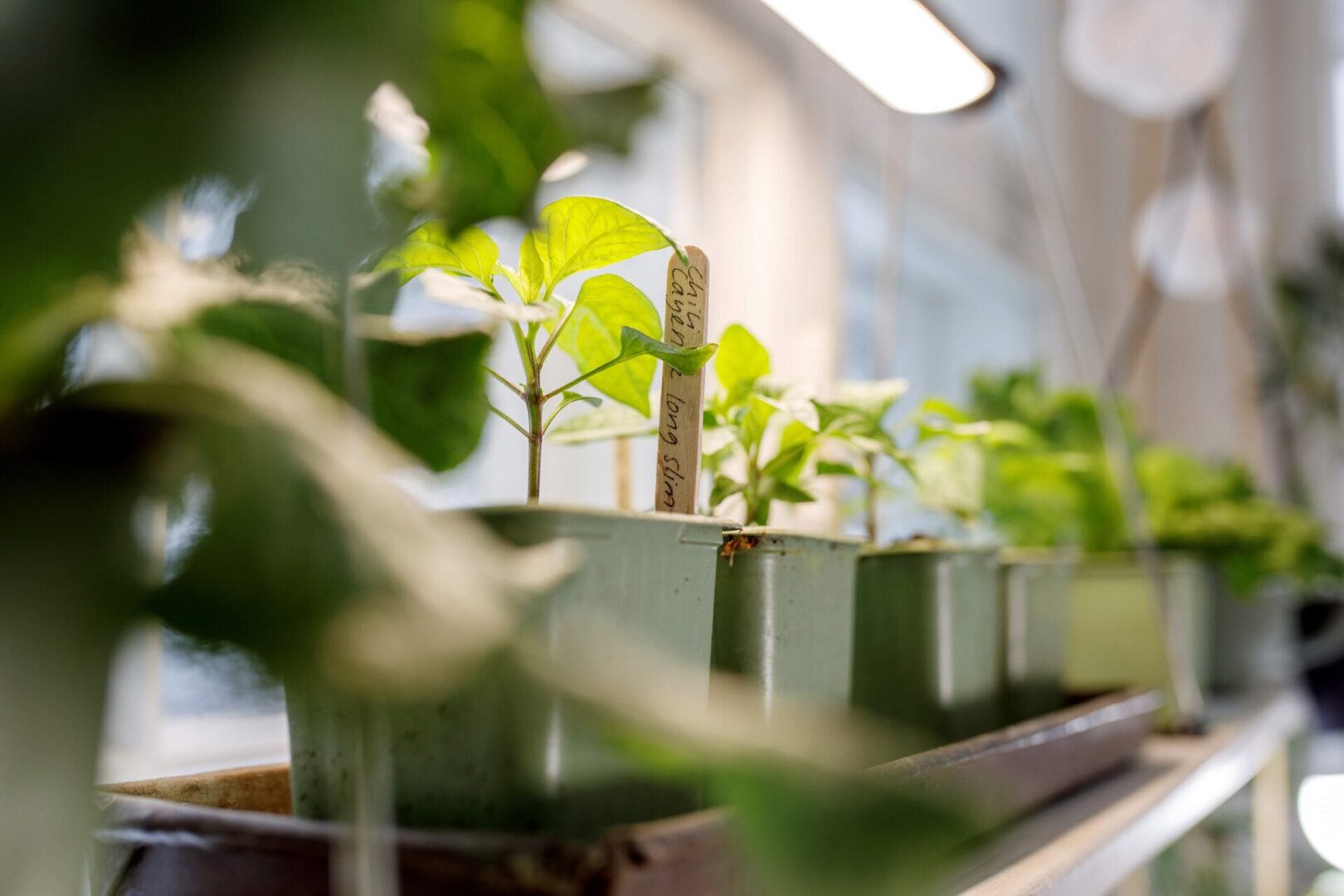 Külvikalender – kasvata aastaringselt