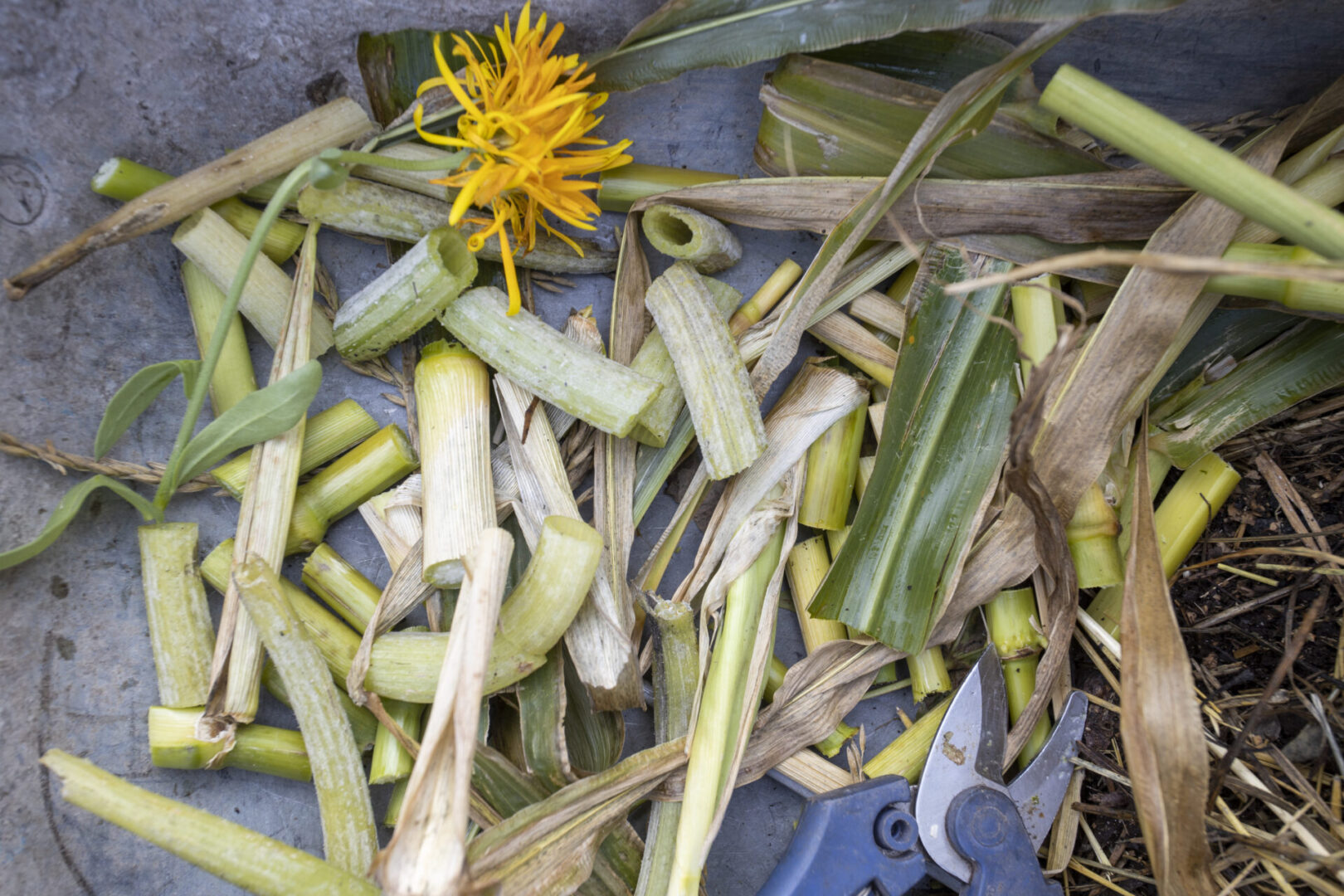 Maheaedniku kompostinipid