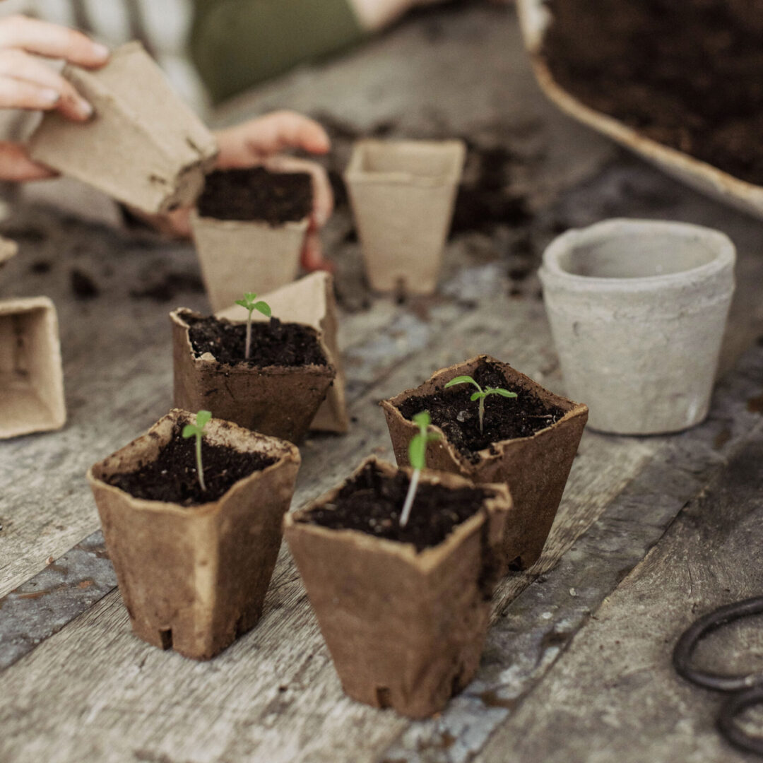 5 seemnesorti, mida proovida aastal 2026