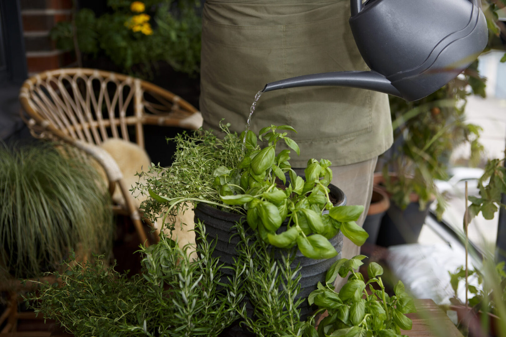 Kasvata ürte aknalaual